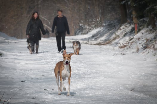 hiking with dogs in the snow, Rover.com