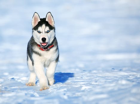 hiking with dogs in the snow, Rover.com